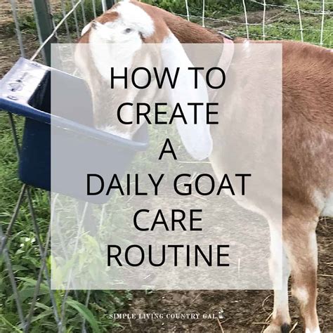 How To Care For Goats