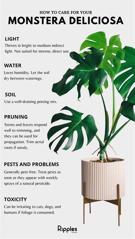 How To Care For Monstera Plant