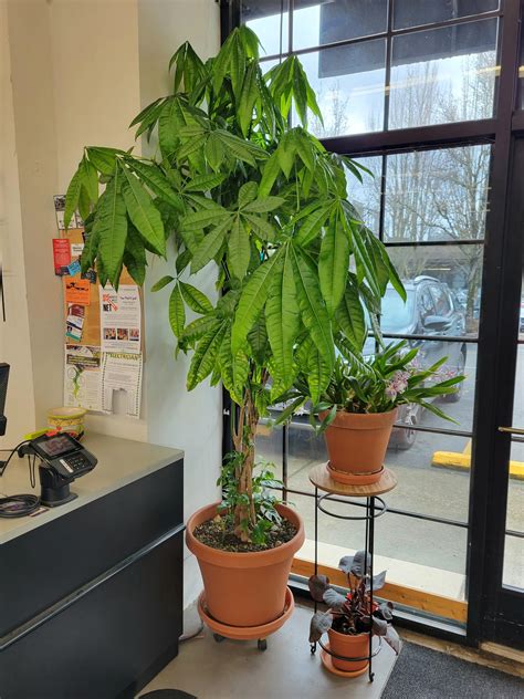 How To Care For Pachira