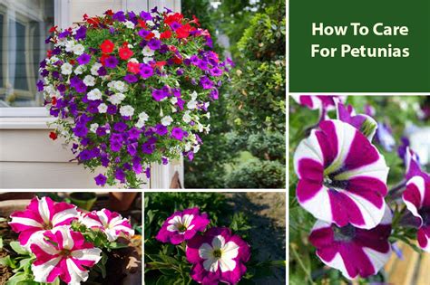 How To Care For Petunias