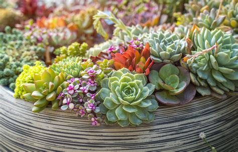 How To Care For Succulents