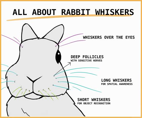 How To Draw Bunny Whiskers On Face