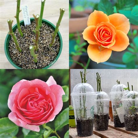 How To Grow Roses PDF