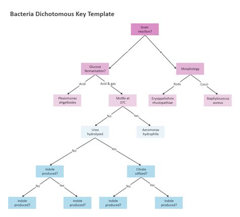 How To Make A Dichotomous Key For Bacteria Ebook Kindle Editon