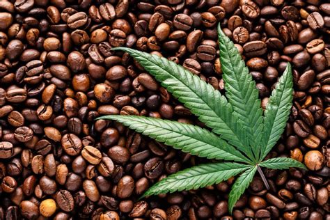 How To Make Marijuana Coffee Reader