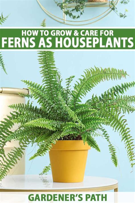 How To Take Care Of Ferns