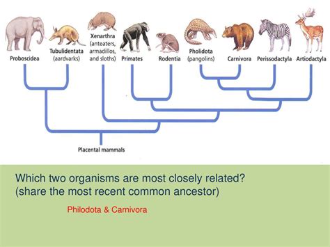 How Two Pairs of Species Are Related