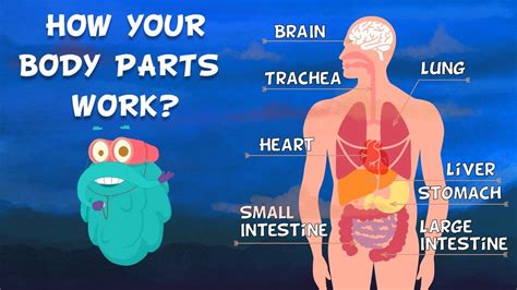 How Your Body Works Doc