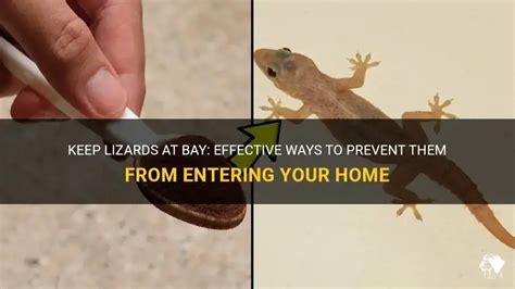 How to Avoid Lizards in Home in 10 Ingenious Ways