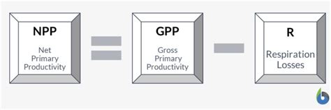 How to Calculate NPP: A Comprehensive Guide for Researchers