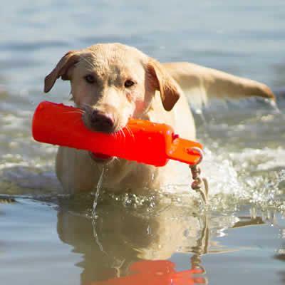 How to Care for a Gun Dog