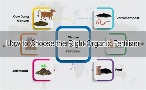 How to Choose the Right Organic Fertilizer