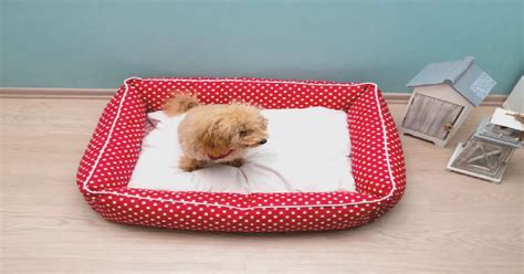 How to Clean a Dog's Bed: Ultimate 2025 Guide for Spotless Slumber