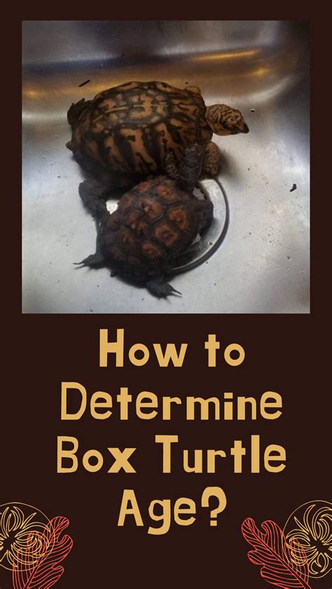 How to Determine the Age of a Turtle