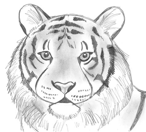 How to Draw Wild Animals Learn to Draw Reader