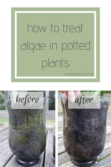 How to Eliminate Algae in Potted Plants: 5 Proven Methods