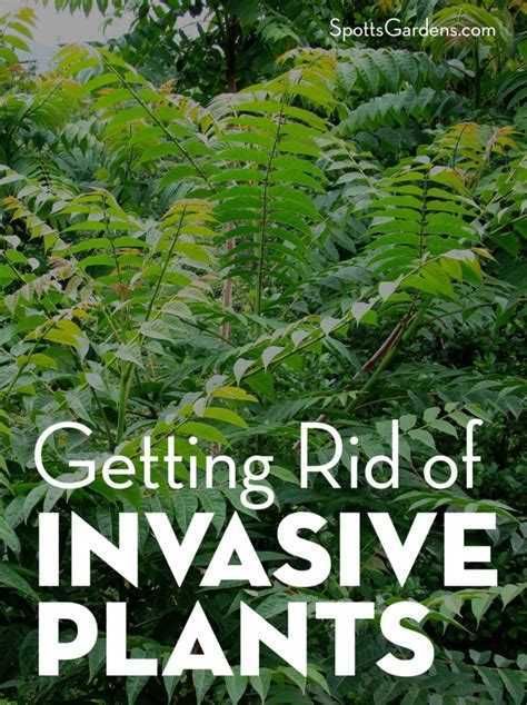How to Eradicate Invasive Plants Reader