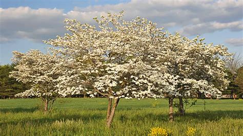 How to Fertilize Dogwood Trees for Optimal Bloom and Health