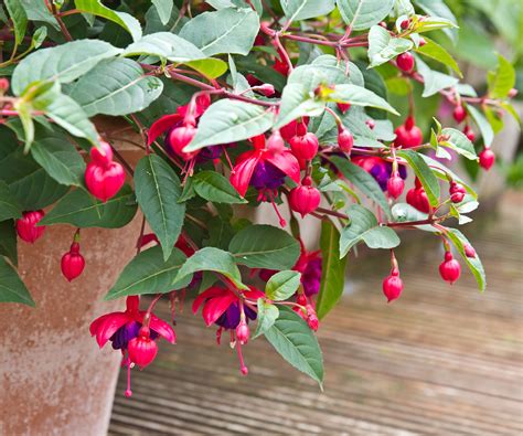 How to Fertilize Fuchsias