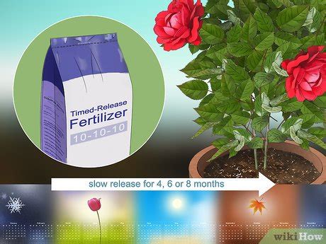 How to Fertilize Roses