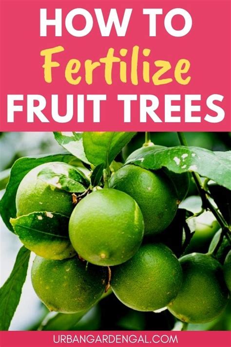 How to Fertilize Your Fruit Trees to Get the Most Fruit