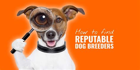 How to Find Reputable Breeders