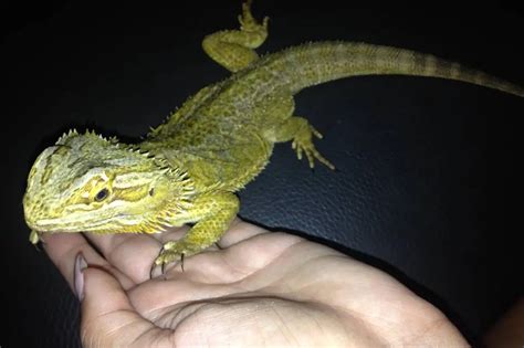 How to Find a Bearded Dragon Vet Near You