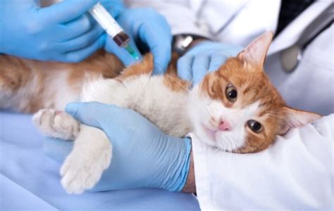 How to Find a Spaying Clinic Near You