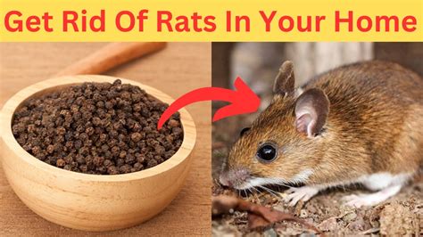 How to Get Rid of 10000 Rats