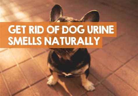 How to Get Rid of Dog Pee Smell Outside: Expert Guide