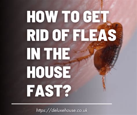 How to Get Rid of Fleas in the House Forever: The Complete Guide