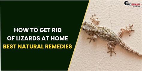 How to Get Rid of Lizards at Home: 10,000-Word Guide