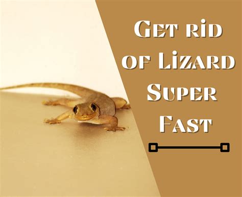 How to Get Rid of Lizards at Home: 10 Guaranteed Methods for a Lizard-Free Home in 2025