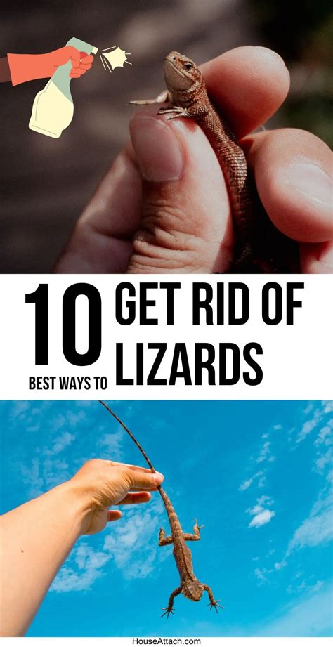 How to Get Rid of Lizards in the Home: 4 Proven Methods