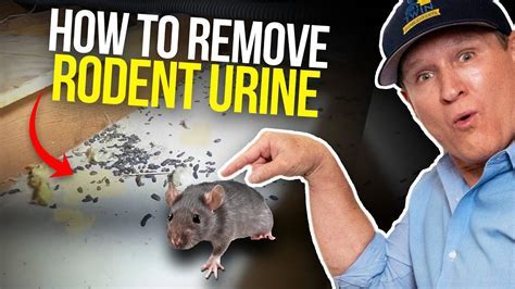 How to Get Rid of Rodent Urine Smell: A Comprehensive Guide
