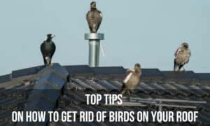 How to Get Rid of a Bird in Your House: 10,000+ Tips