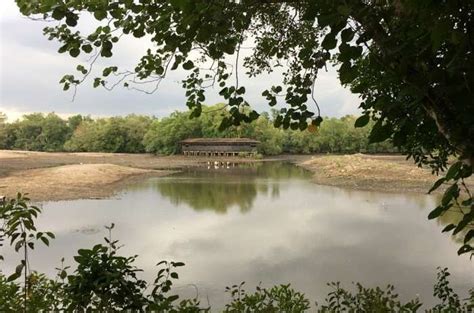 How to Go to Sungei Buloh Wetland Reserve in 2025: The Ultimate Guide