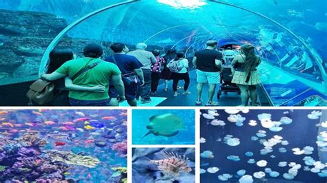 How to Go to a Sea Aquarium: The Ultimate Guide for 2025