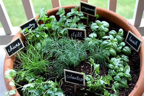 How to Grow Fresh Herb Garden Plants The Beginner Guide to Growing Herbs in Pots Reader