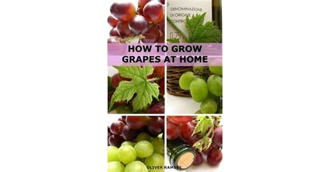 How to Grow Grapes at Home Dummies Guide to Growing Grapes from Seeds and Cuttings Epub