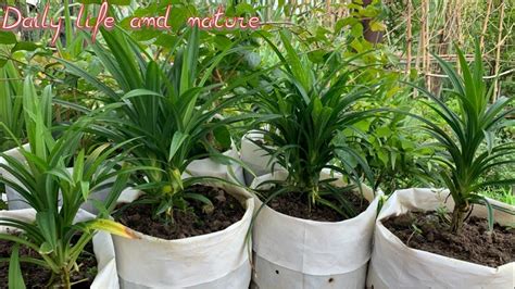 How to Grow Pandan Leaf Plant in 9 Simple Steps