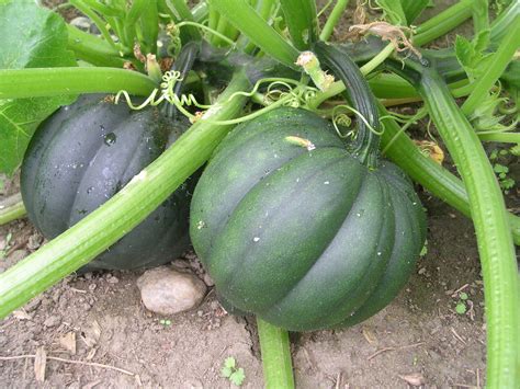 How to Grow Squash Planting and Growing Pumpkins Zucchini Summer and Winter Squash Gourds and Chayote PDF