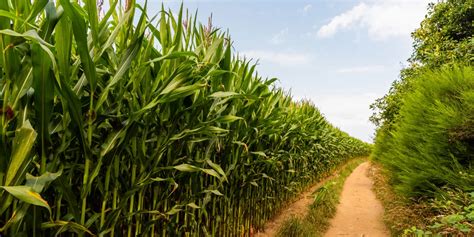 How to Grow Sugar Cane in the DFW Texas Area