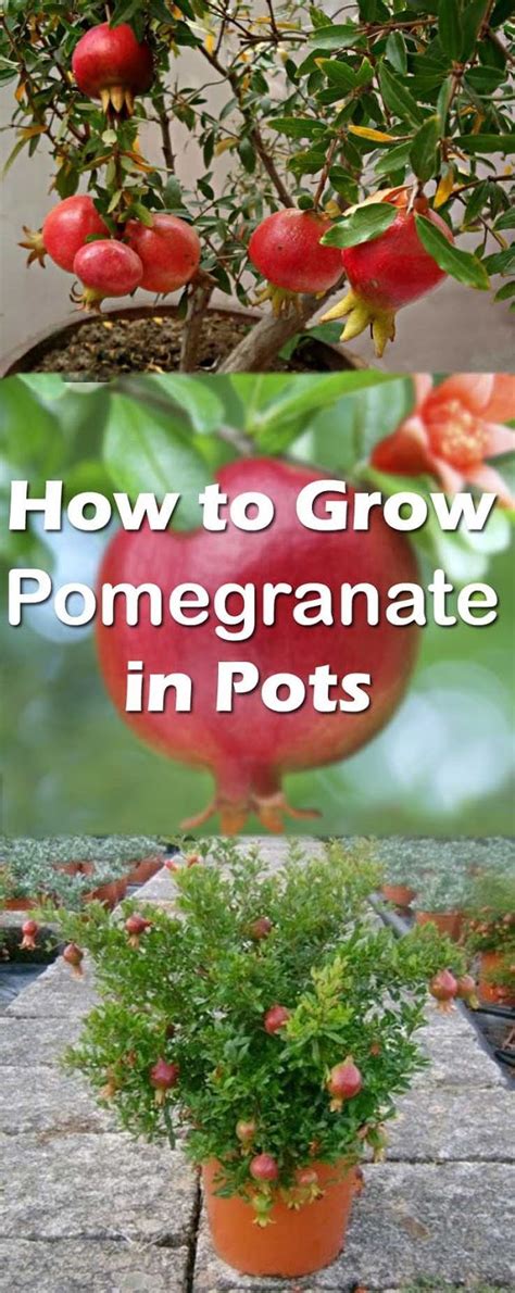 How to Grow and Care for Pomegranates in Your Home Garden