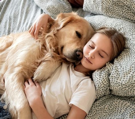 How to Guide Your Dog Into Embracing Its New Bed by 2025