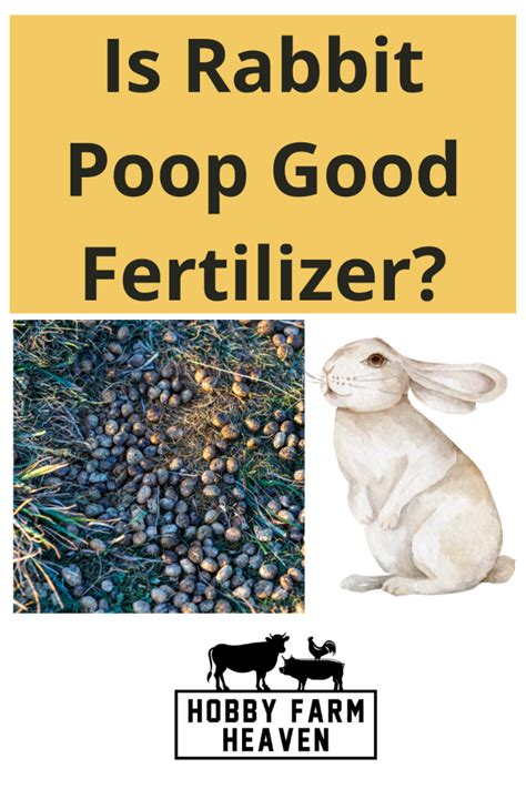 How to Harvest and Use Coop Poop Fertilizer