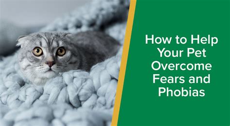 How to Help Your Pet Overcome Fear and Phobias