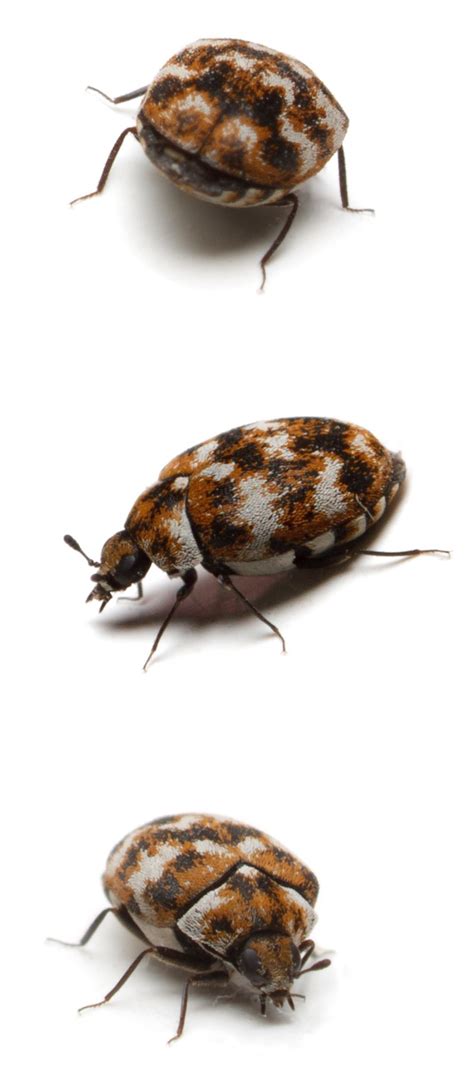 How to Identify Carpet Beetles