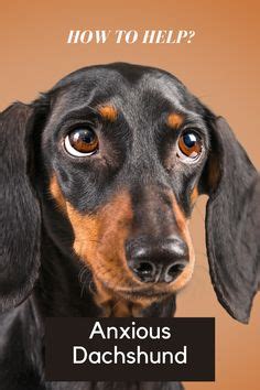 How to Identify Signs of Anxiety and Stress in Dachshunds