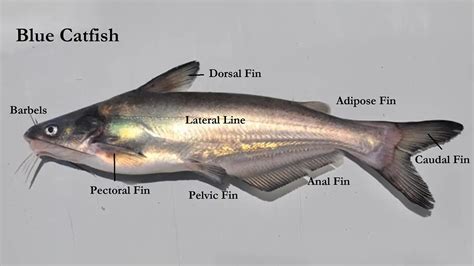 How to Identify and Avoid Solana Catfish: A Comprehensive Guide